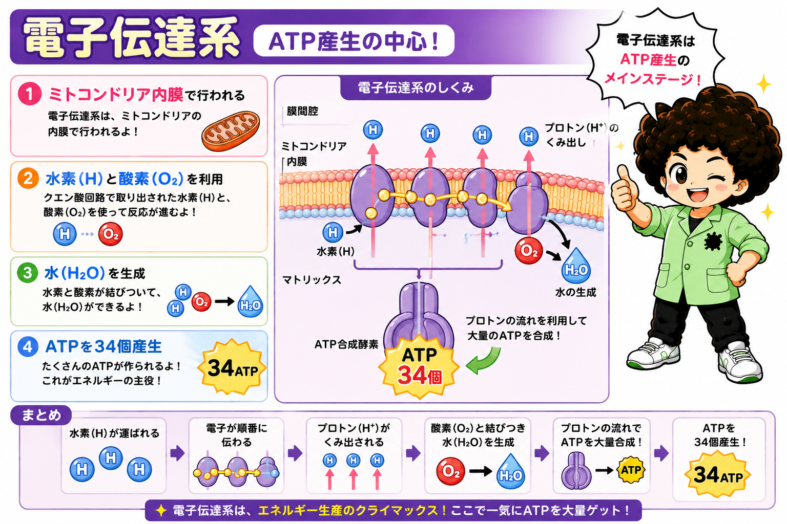電子伝達系：内膜でプロトンをくみ出し、H2Oを生成しながらATP34個を合成