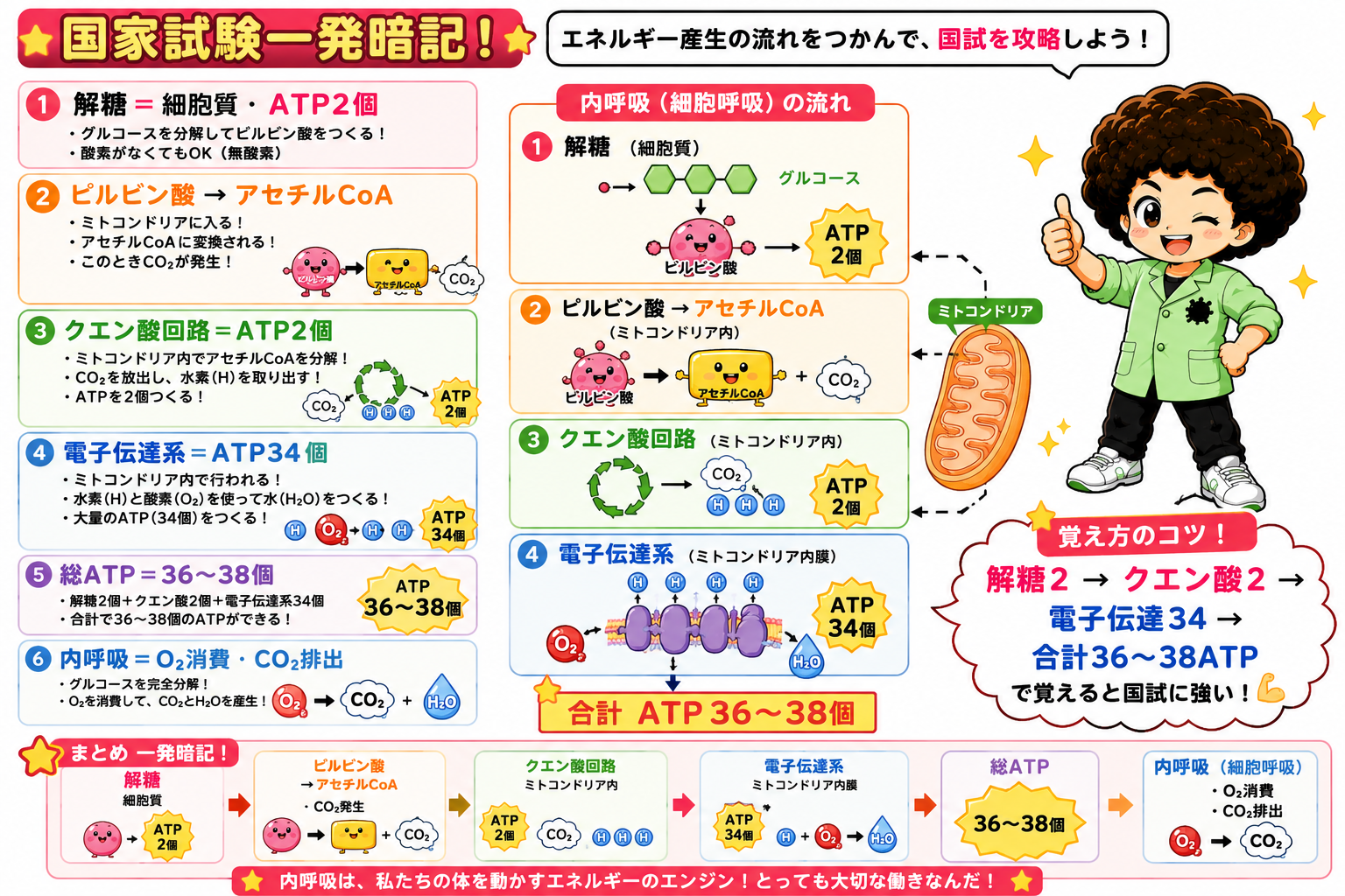 国試一発暗記：各段階の場所とATP個数、内呼吸のO2消費・CO2排出