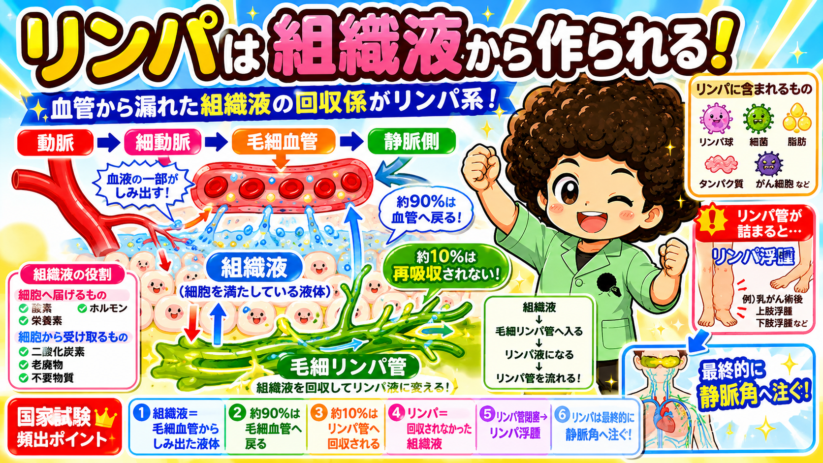 リンパ系｜リンパ系 1
