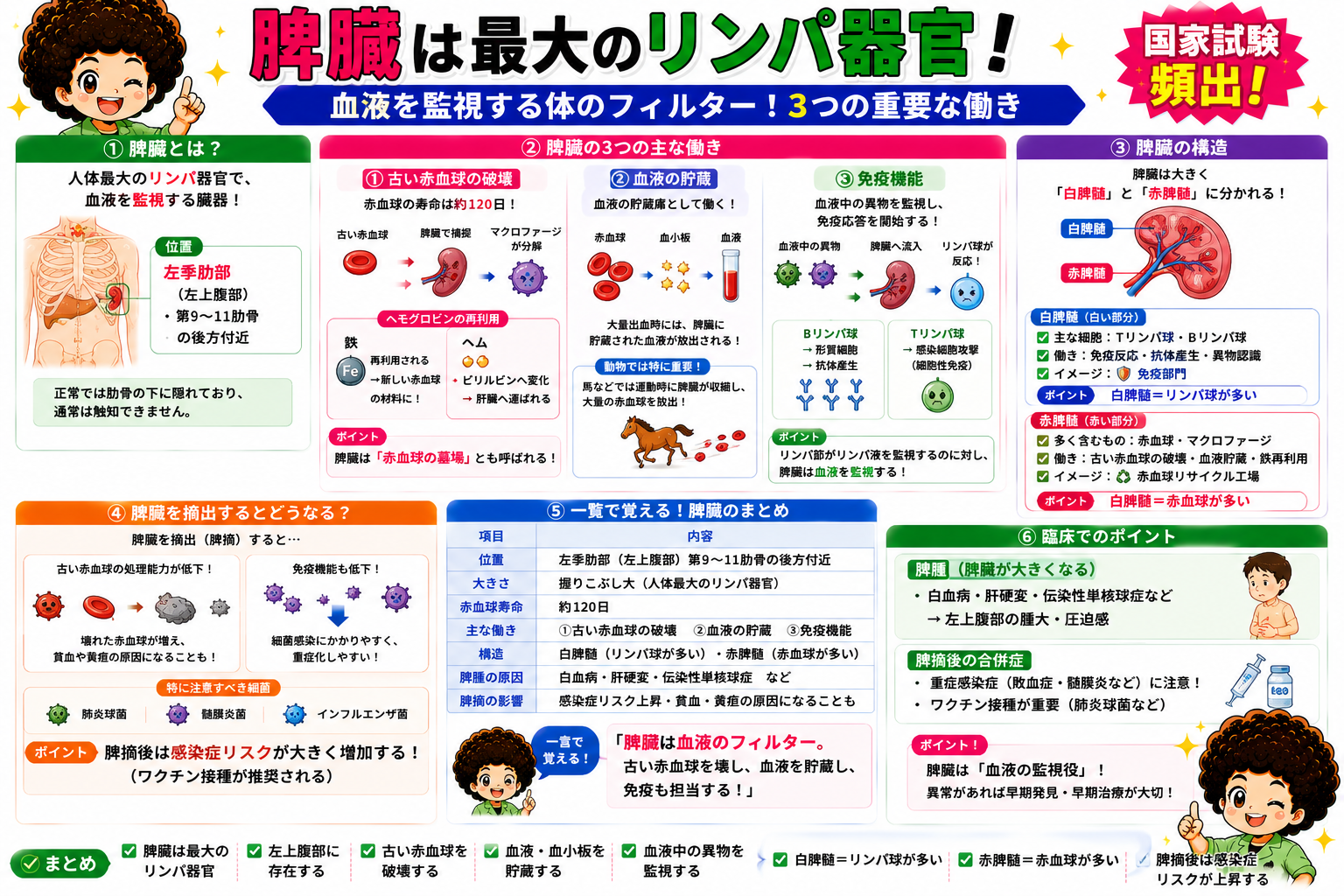 脾臓は最大のリンパ器官で、白脾髄と赤脾髄からなる