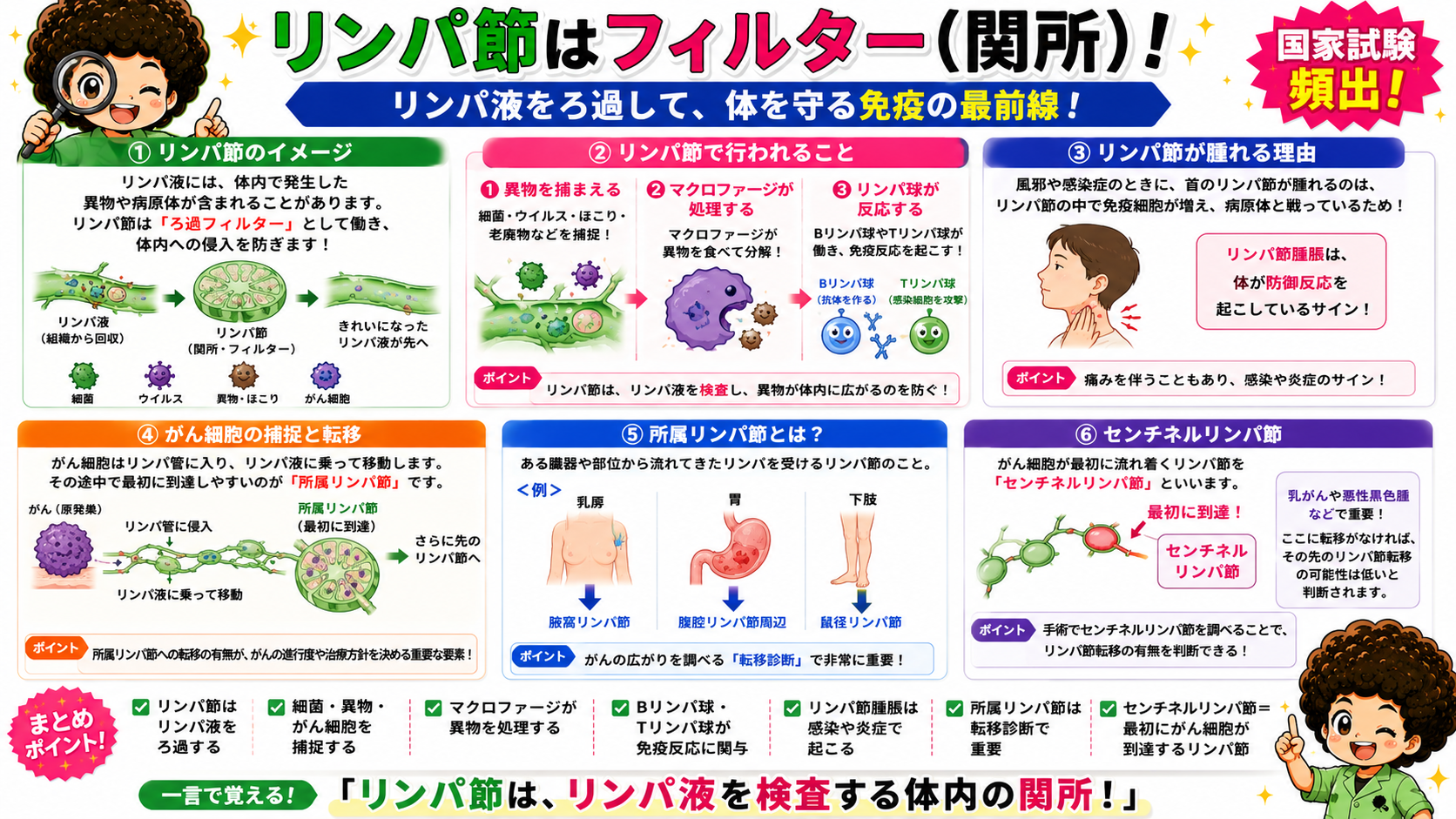 リンパ管には弁があり、骨格筋・動脈拍動・呼吸運動の力で心臓へ向かう