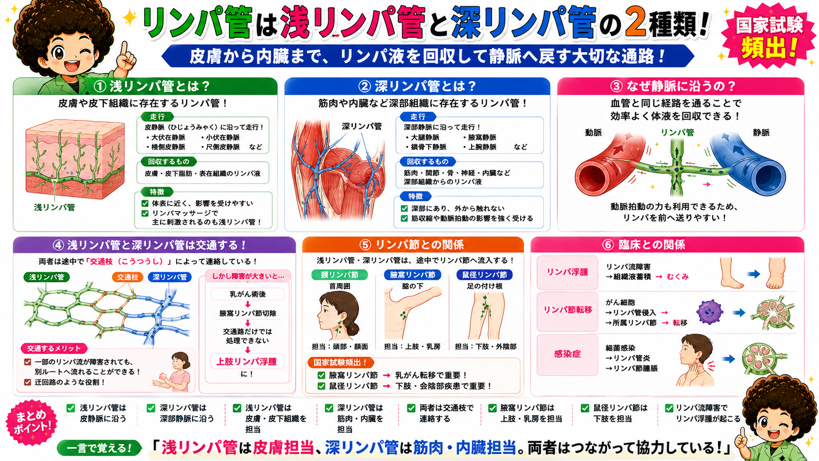 脂肪は中心リンパ管（乳び腔）から吸収され、乳び槽・胸管を経て左静脈角へ注ぐ