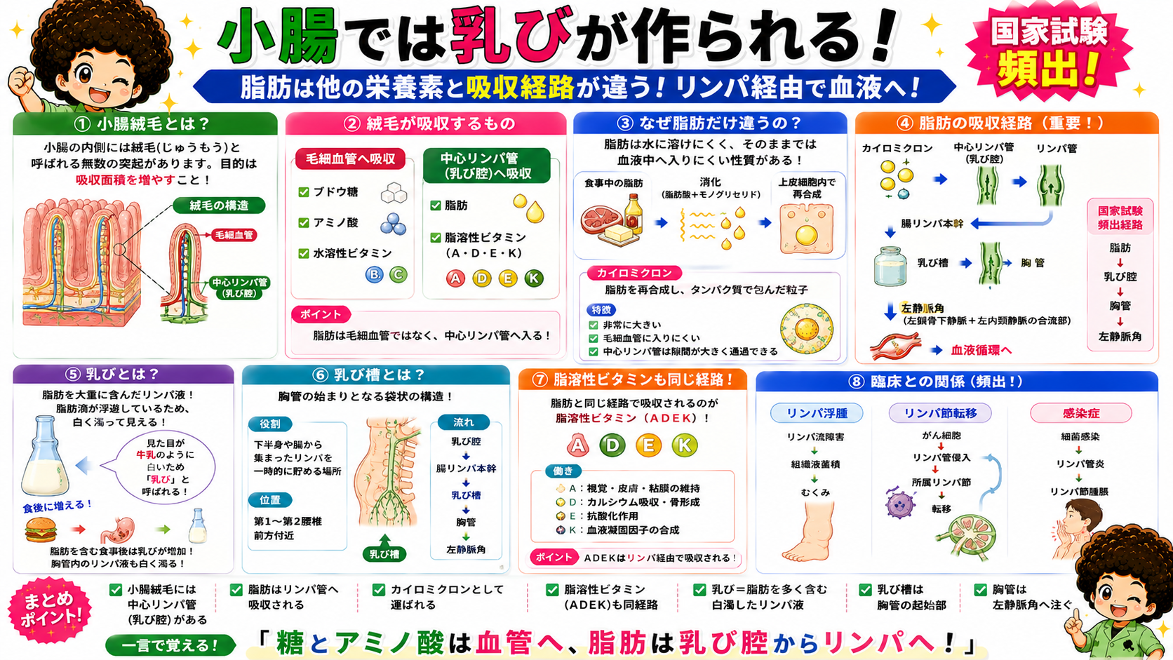 浅リンパ管は皮静脈に、深リンパ管は深部静脈に沿って走行する