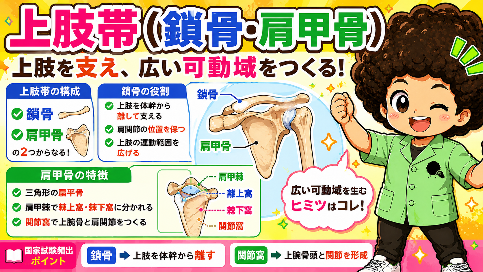 上肢の骨・局所解剖まとめ｜上肢の骨・局所解剖まとめ 1