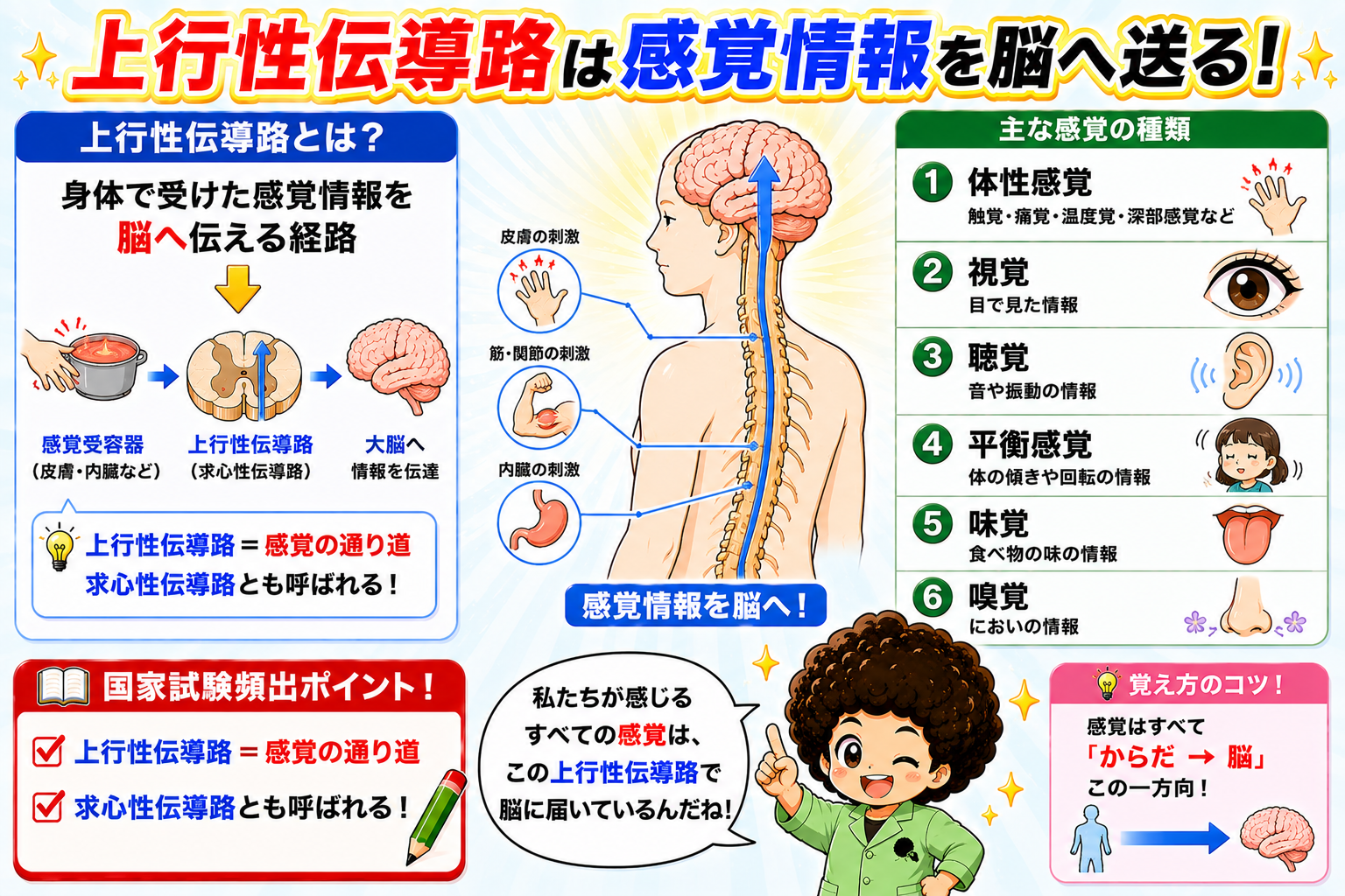 上行性伝導路｜上行性伝導路 1