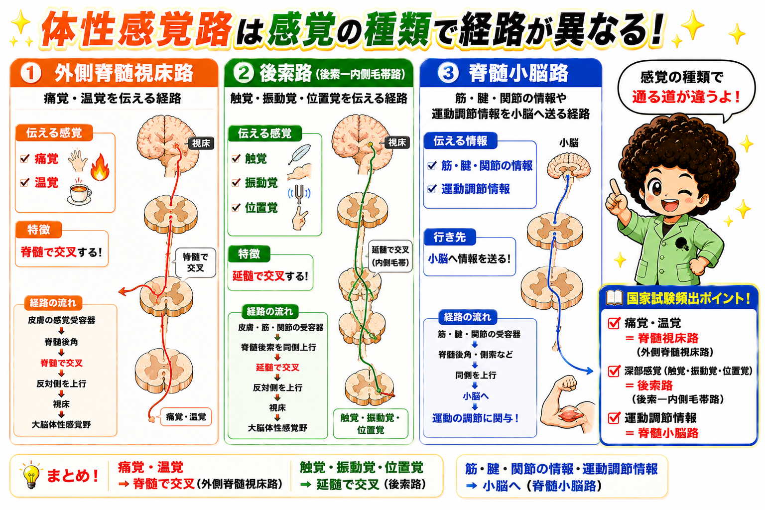 体性感覚路は感覚の種類ごとに交叉部位が異なる