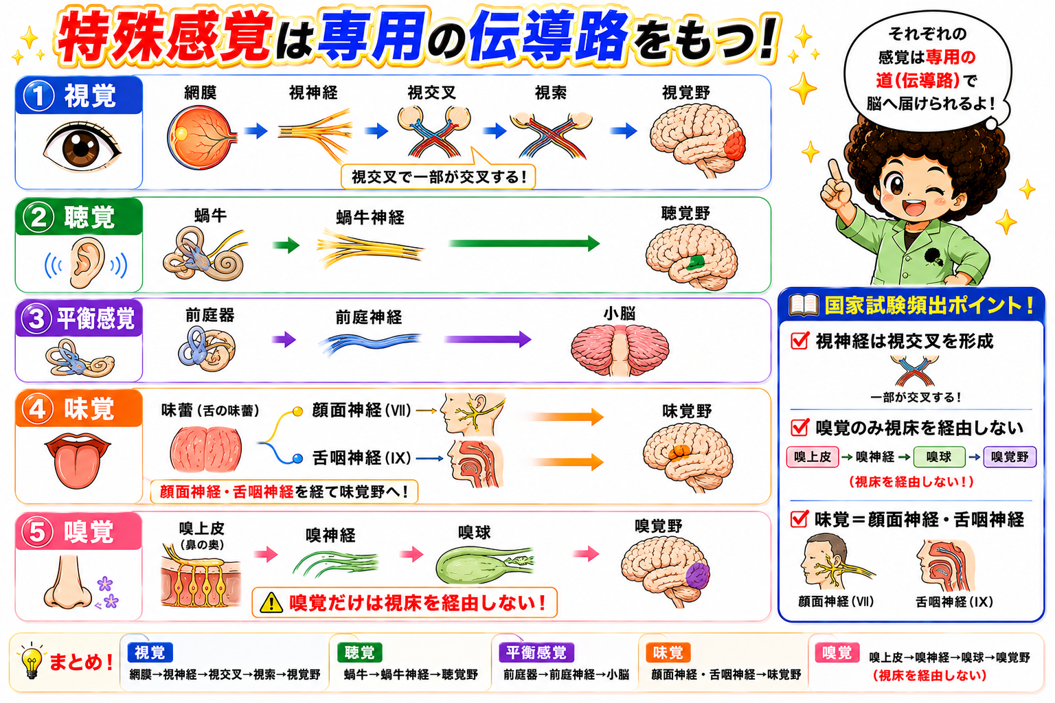 特殊感覚はそれぞれ専用の伝導路をもち、嗅覚のみ視床を経由しない