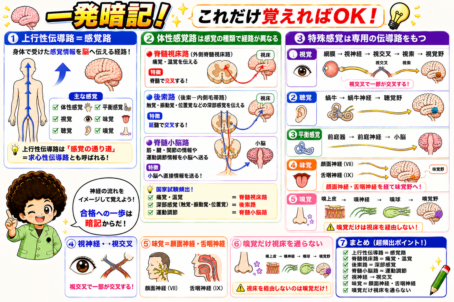 上行性伝導路の一発暗記まとめ