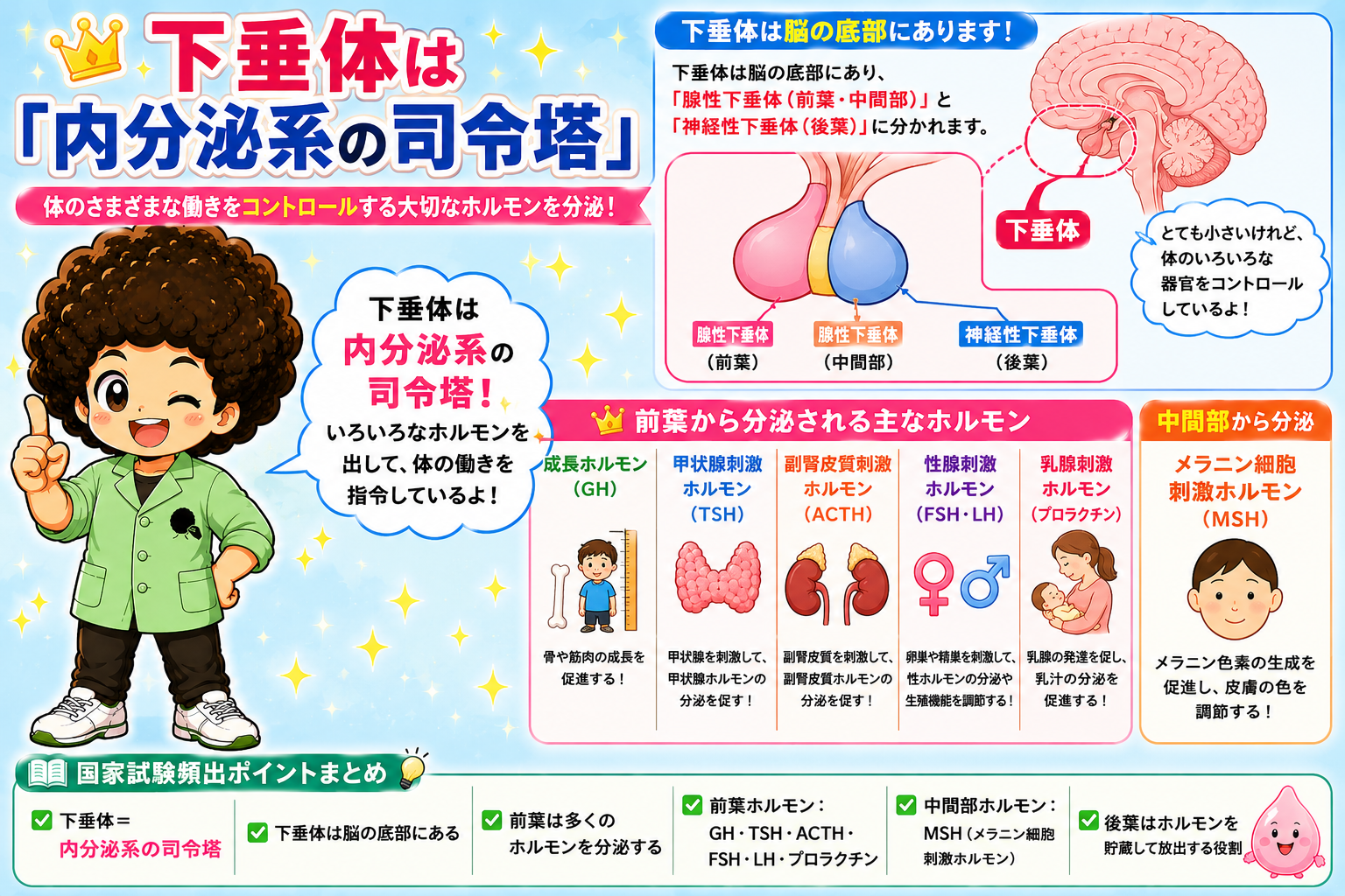 下垂体は脳の底部で腺性下垂体（前葉・中間部）と神経性下垂体（後葉）に分かれる