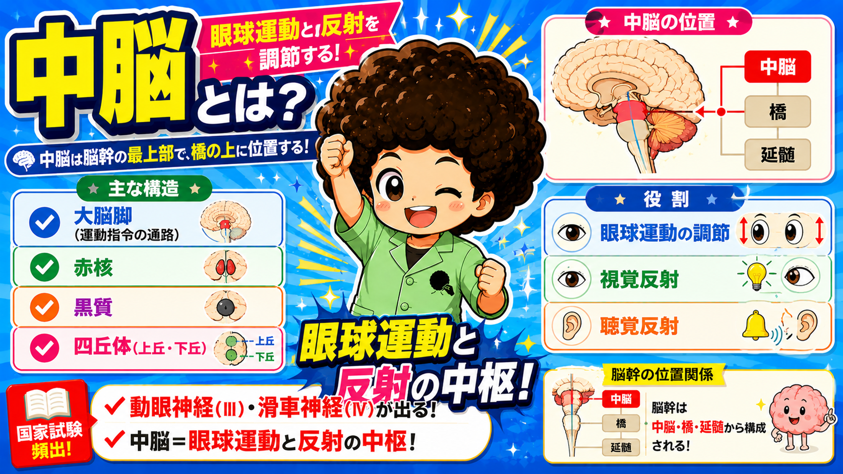 脳幹・間脳と脳室系・髄膜｜脳幹・間脳と脳室系・髄膜 1