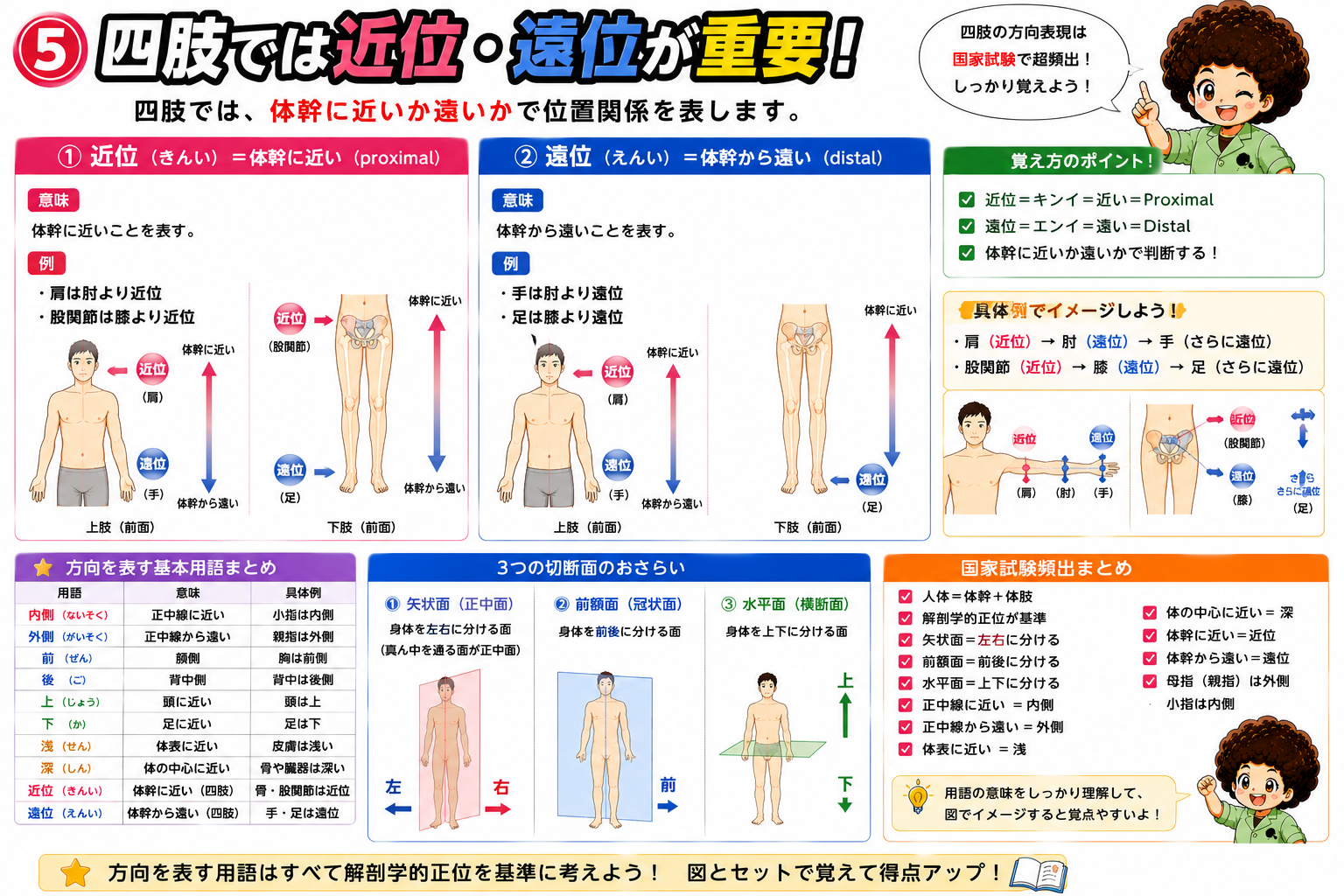 四肢における近位（体幹に近い）・遠位（体幹から遠い）の関係
