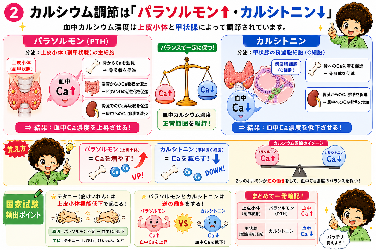 上皮小体（副甲状腺）は甲状腺後面に上下左右計4個あり主細胞からパラソルモンを分泌する