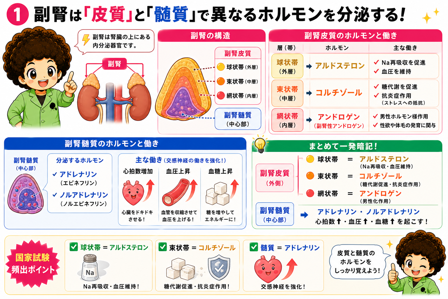 副腎皮質は球状帯・束状帯・網状帯の3層、中心部が副腎髄質