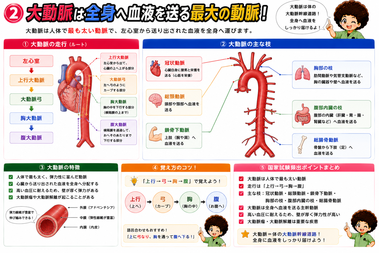 大動脈の走行（上行大動脈→大動脈弓→胸大動脈→腹大動脈）と主な枝