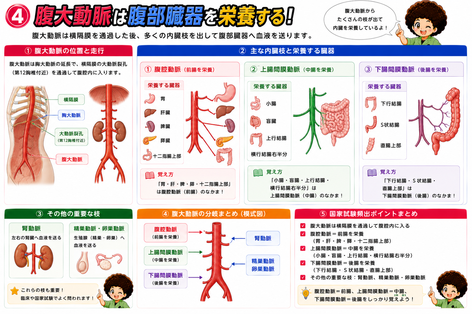 腹大動脈から分岐する腹腔動脈・上腸間膜動脈・下腸間膜動脈と栄養する臓器