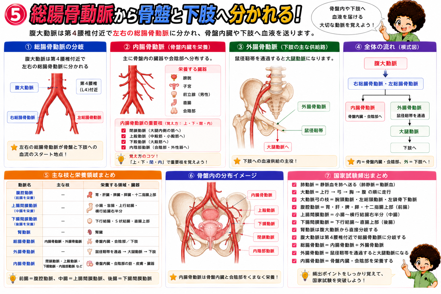 総腸骨動脈から内腸骨動脈・外腸骨動脈への分岐と骨盤・下肢への分布