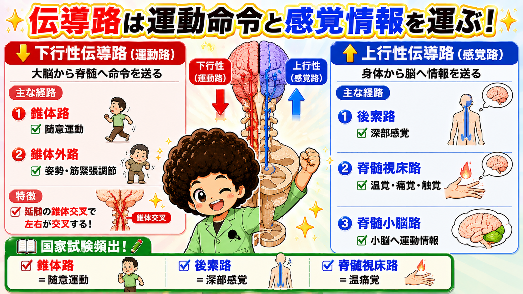 下行性伝導路(錐体路・錐体外路)と上行性伝導路(後索路・脊髄視床路・脊髄小脳路)
