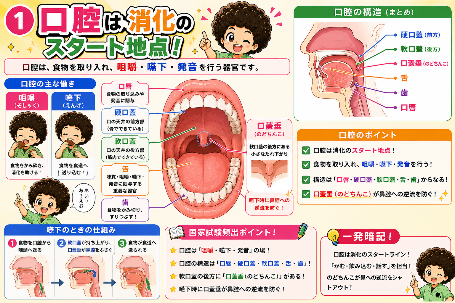 口腔の構造（口唇・硬口蓋・軟口蓋・舌・歯・口蓋垂）