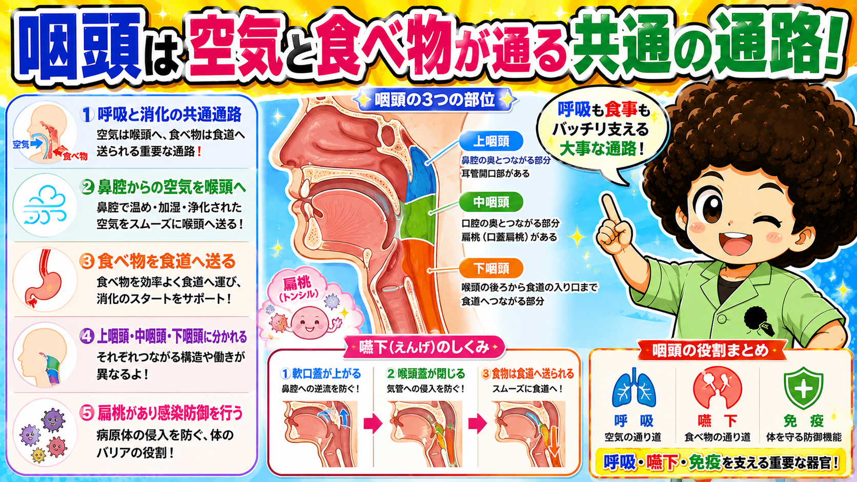 咽頭は呼吸と消化の共通通路で上・中・下咽頭に区分される
