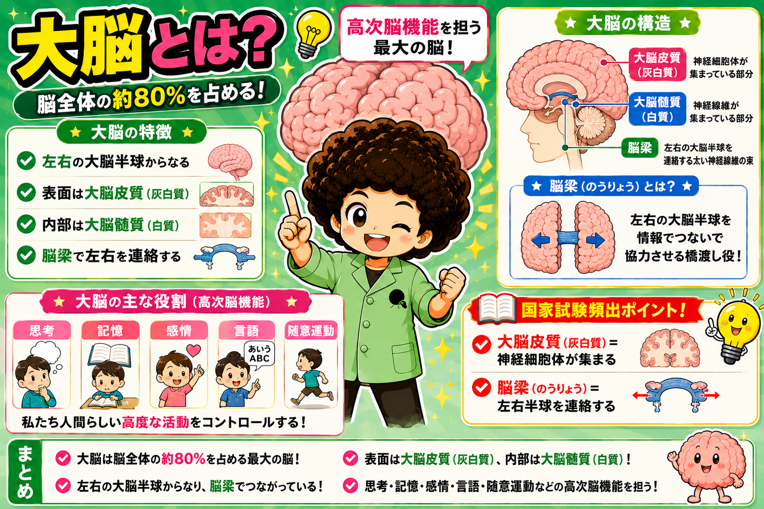 大脳｜大脳 1
