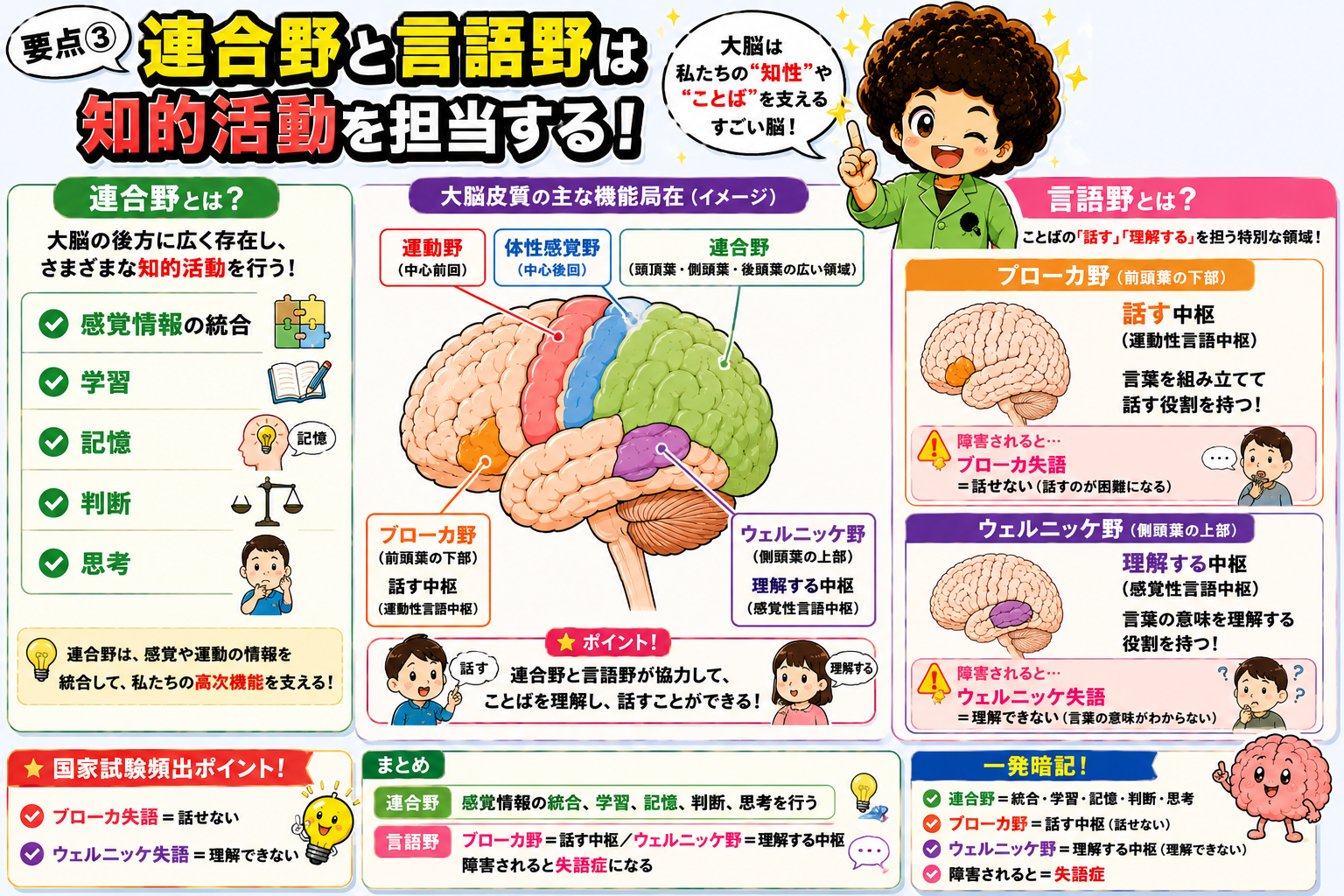 連合野・言語野（ブローカ野・ウェルニッケ野）の位置と機能局在