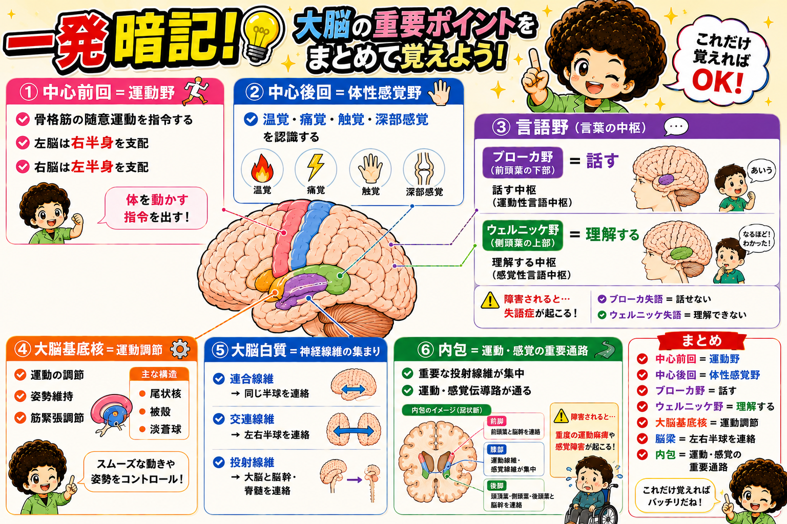 大脳の重要ポイント一発暗記まとめ
