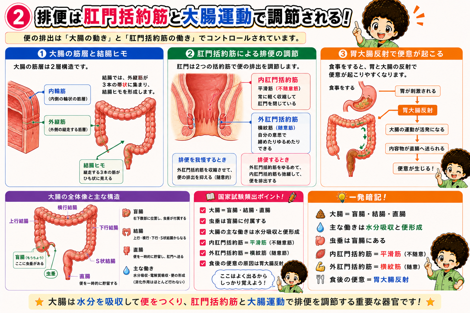 大腸は盲腸・結腸・直腸に区分され、水分吸収と便の形成を担う