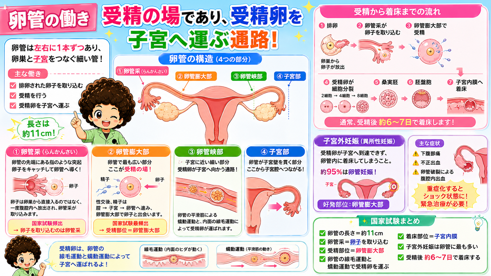 卵管の構造（4つの部分）と受精から着床までの流れ