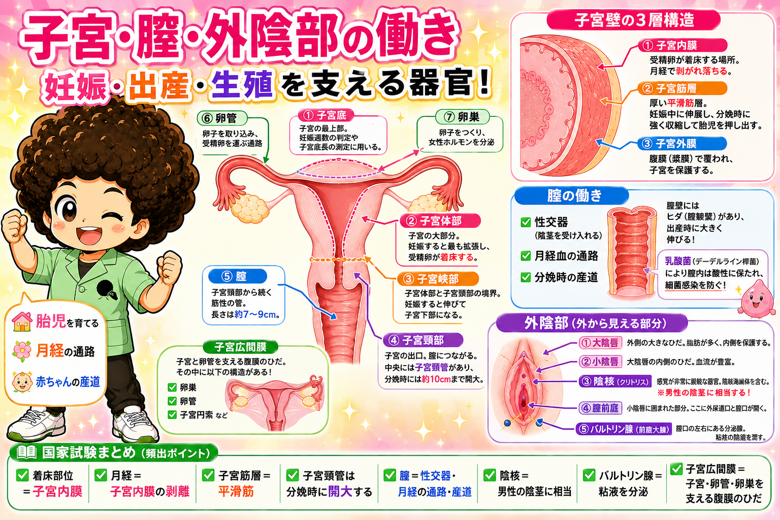 女性生殖器｜女性生殖器 1