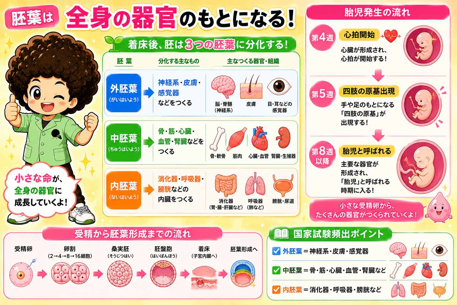 胚葉は全身の器官のもとになる（受精から胚葉形成までの流れ）