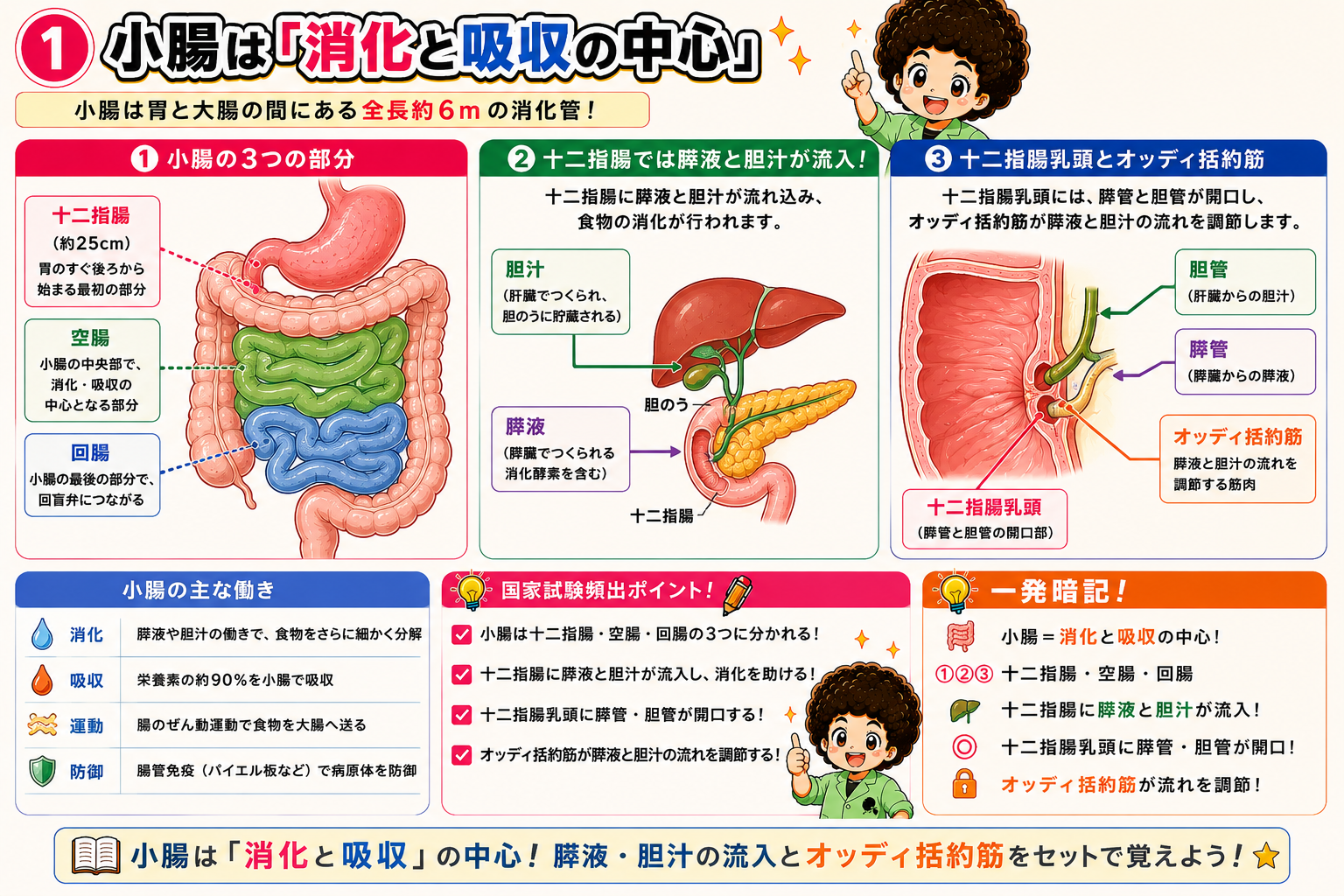 小腸は十二指腸・空腸・回腸の3部分からなり、十二指腸乳頭に膵管・胆管が開口する