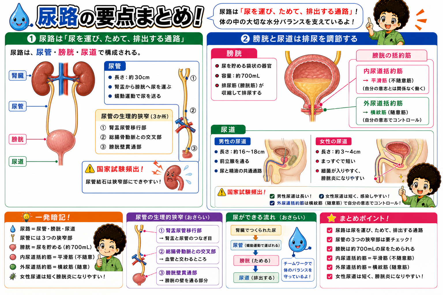 尿管・膀胱・尿道の構造と生理的狭窄部