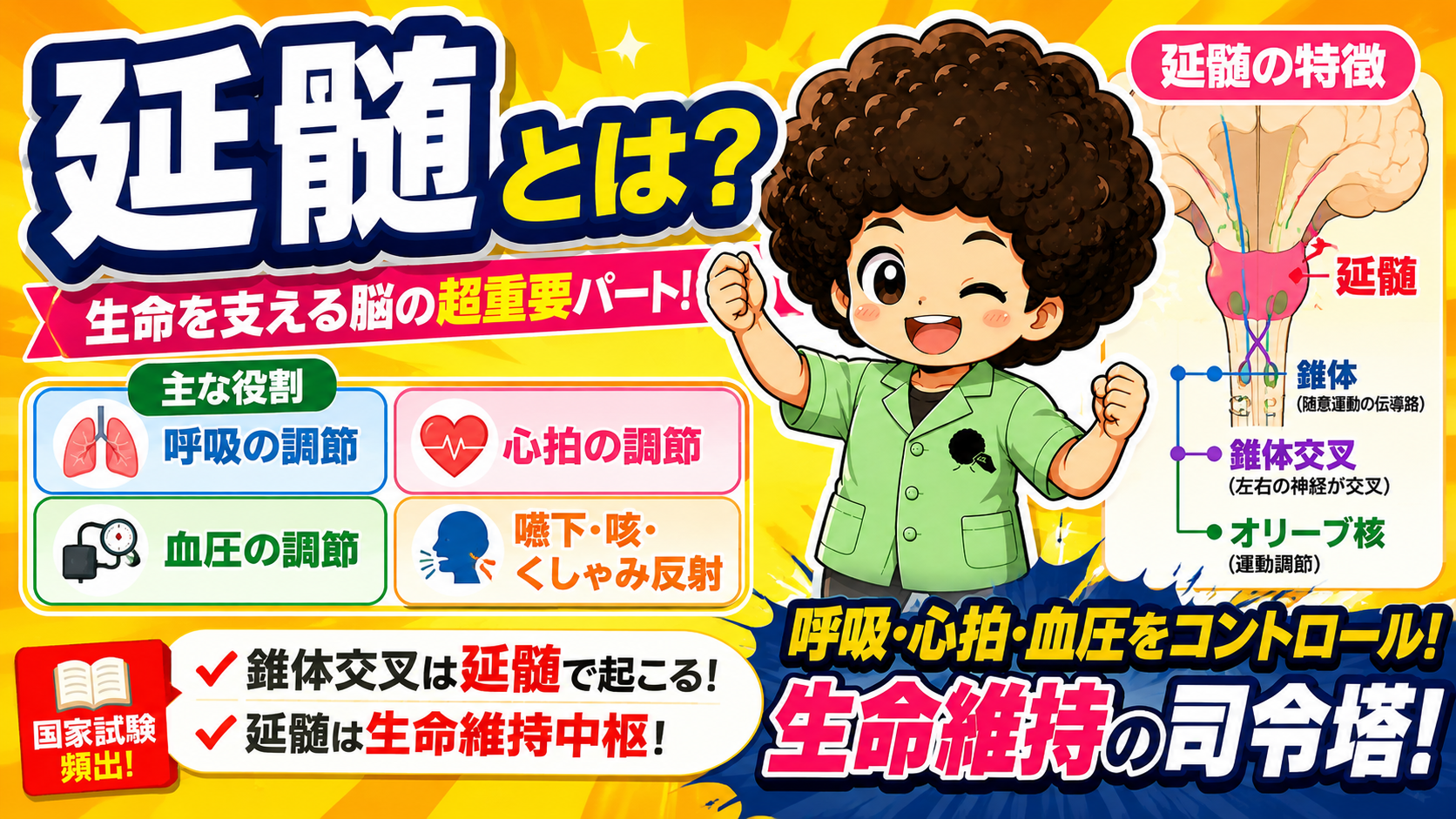 延髄は呼吸・心拍・血圧を調節する生命維持の司令塔