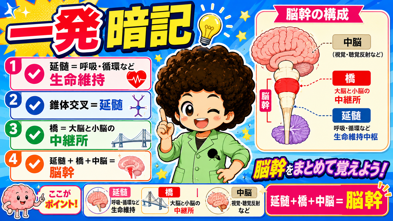 脳幹は中脳・橋・延髄の3構造から成る（延髄・橋デッキ 一発暗記まとめより）