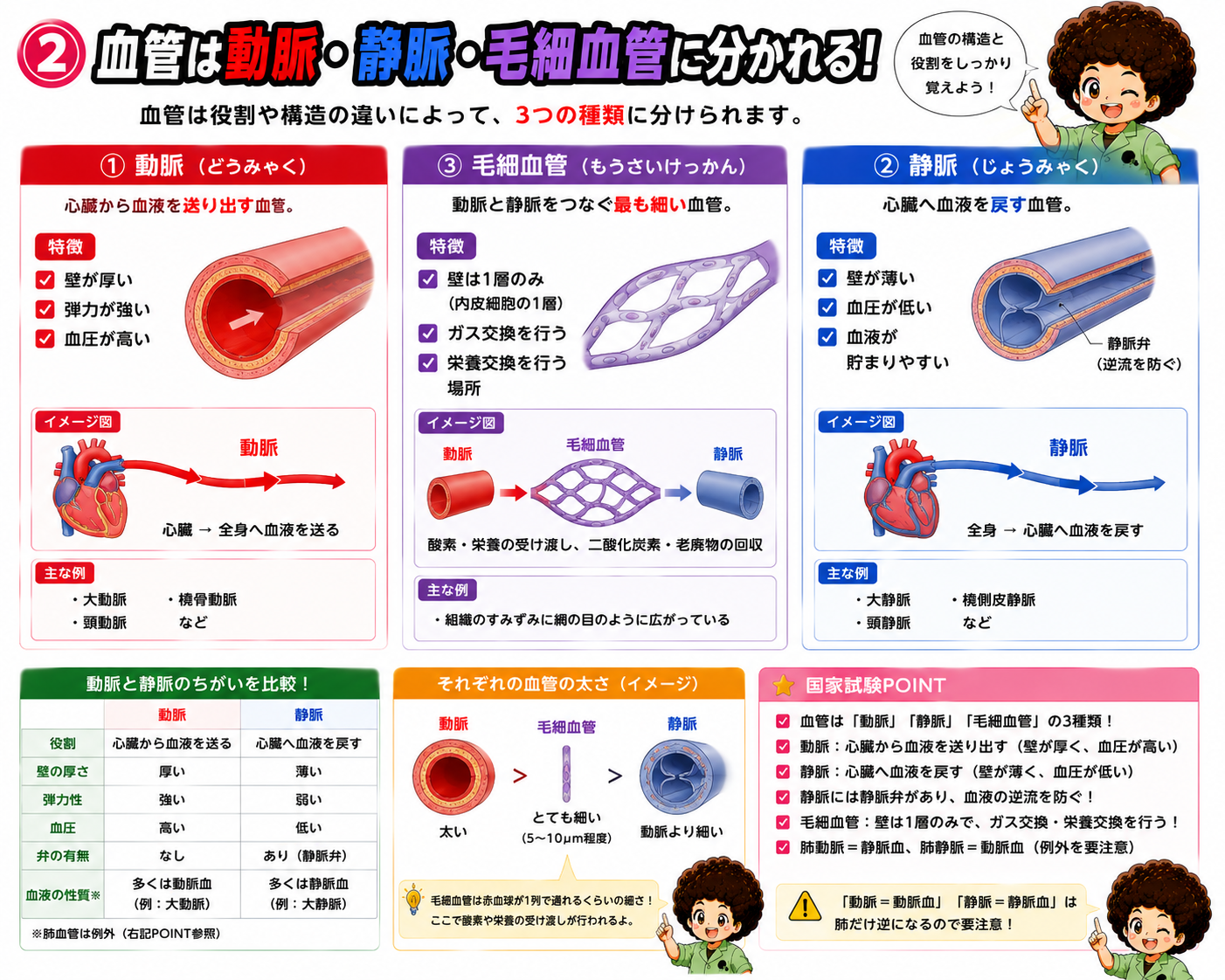 動脈・静脈・毛細血管の構造比較