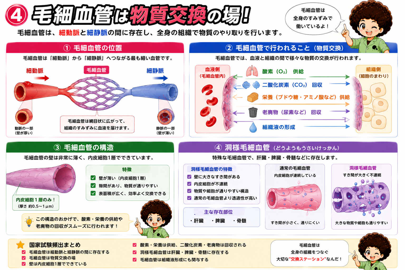 静脈弁と筋ポンプ作用
