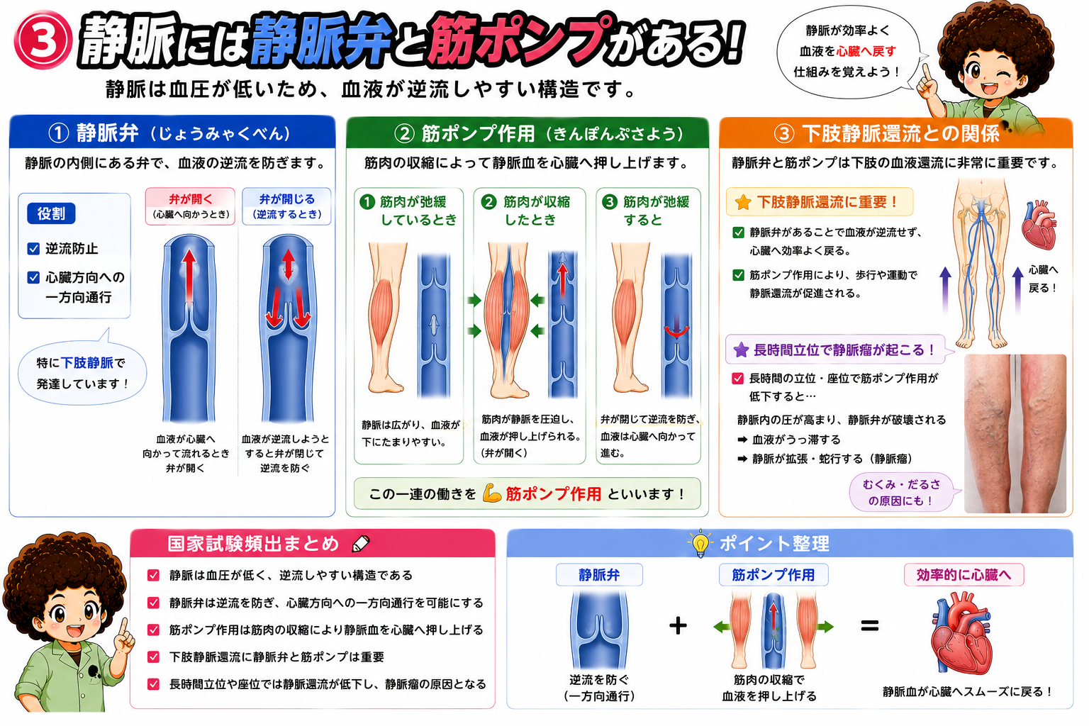 毛細血管の物質交換と洞様毛細血管