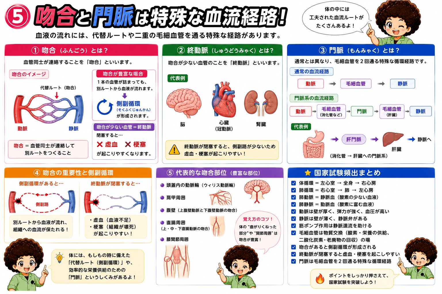 吻合・終動脈・門脈の特殊な血流経路