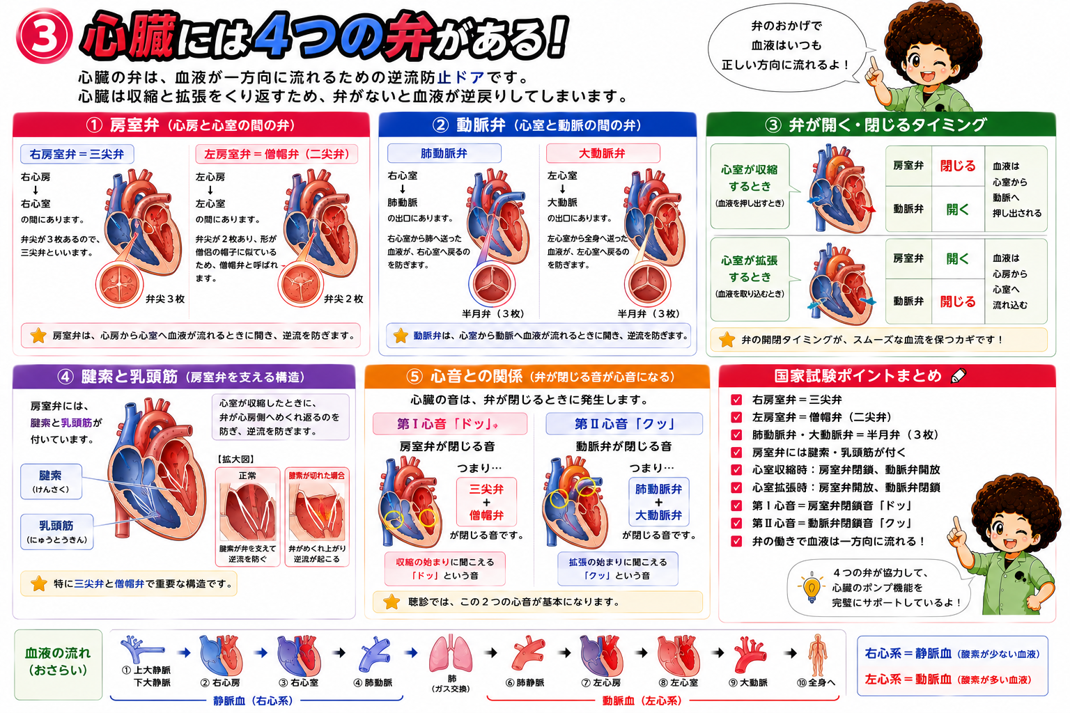 心臓の4つの弁と房室弁・動脈弁の構造
