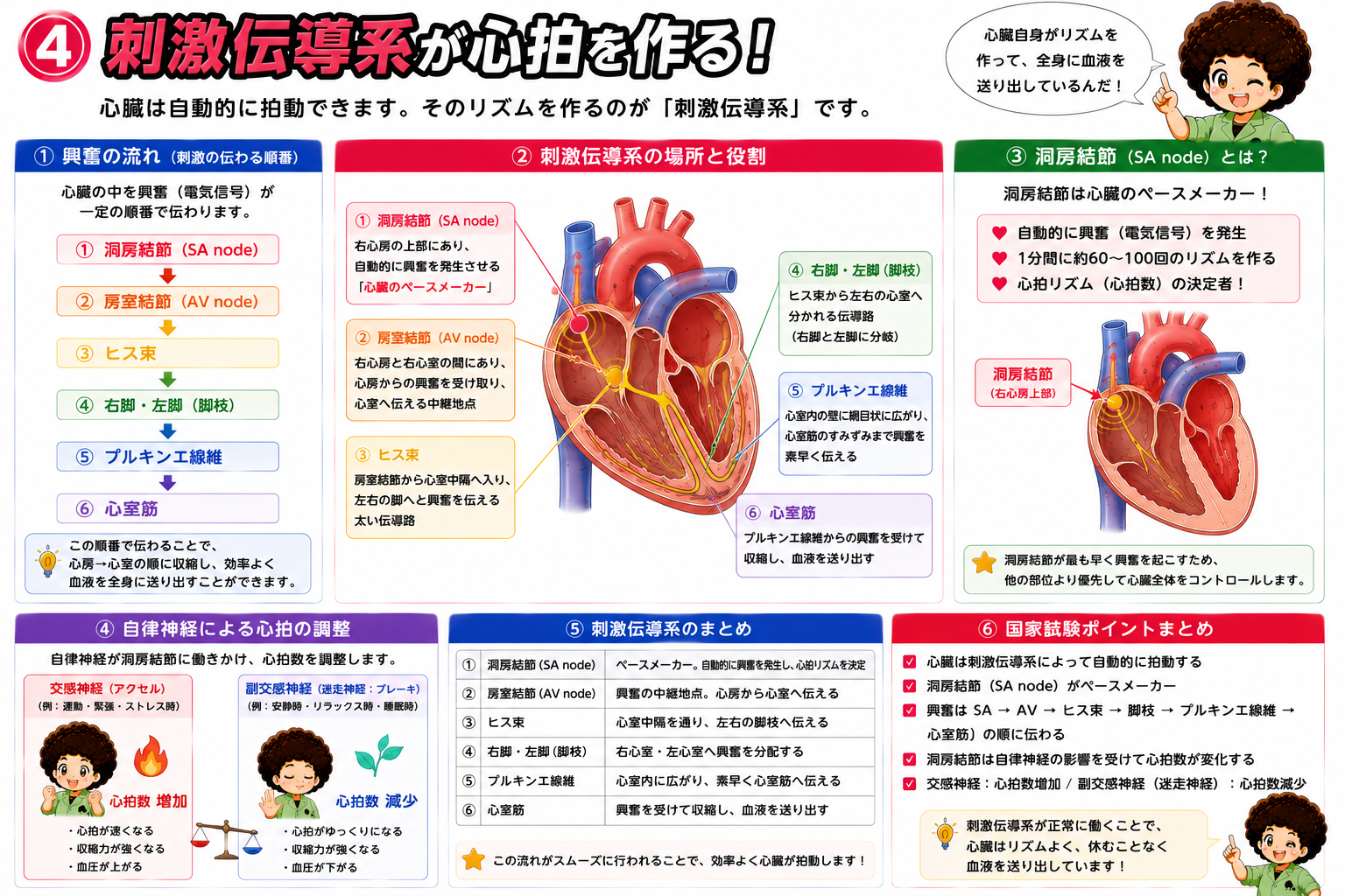 刺激伝導系(洞房結節→房室結節→ヒス束→脚枝→プルキンエ線維)