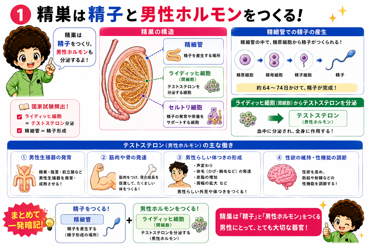 精巣は精細管で精子を、ライディッヒ細胞でテストステロンをつくる