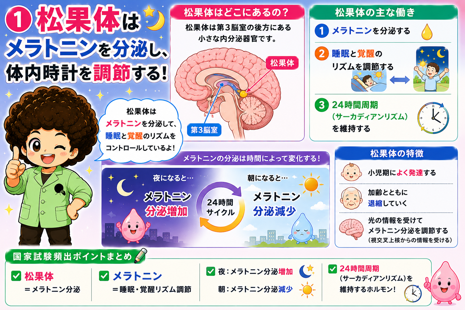 松果体は第3脳室後方に位置し、メラトニンを分泌して概日リズムを調節する