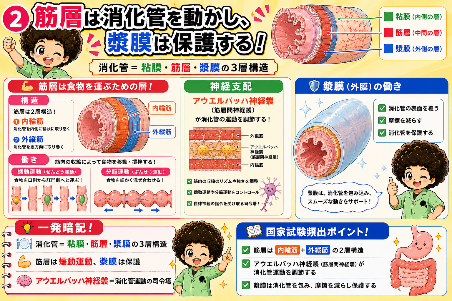消化器系の臓器（口腔〜大腸・肝胆膵）｜消化器系の臓器（口腔〜大腸・肝胆膵） 1