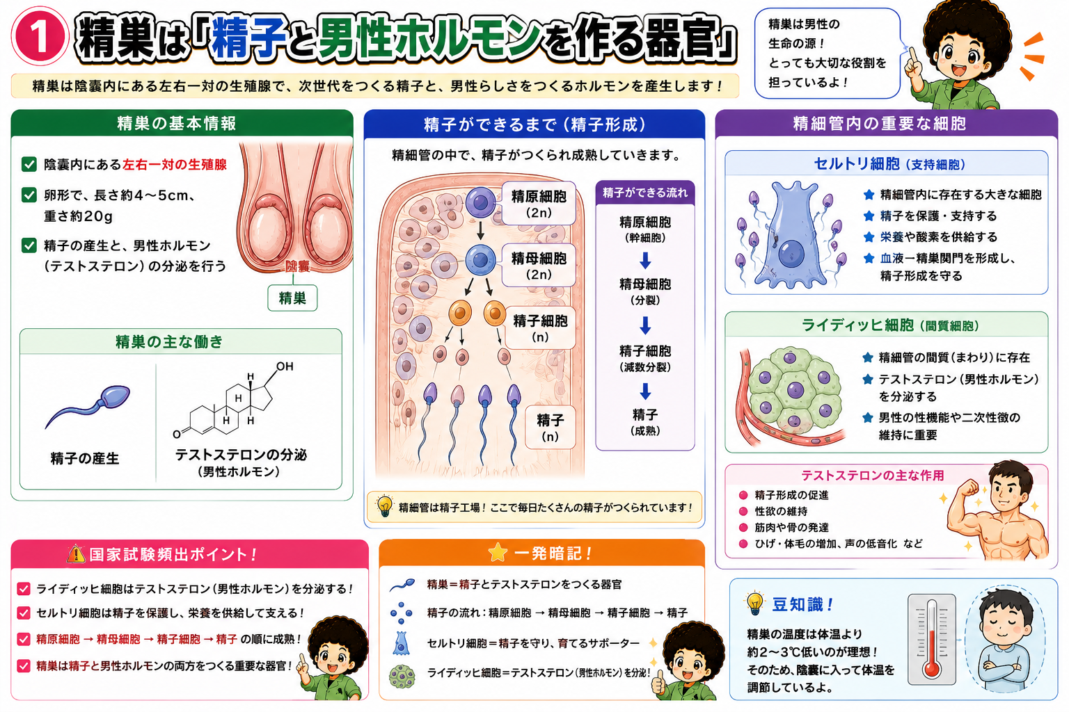 精巣の構造とセルトリ細胞・ライディッヒ細胞、精子形成の流れ