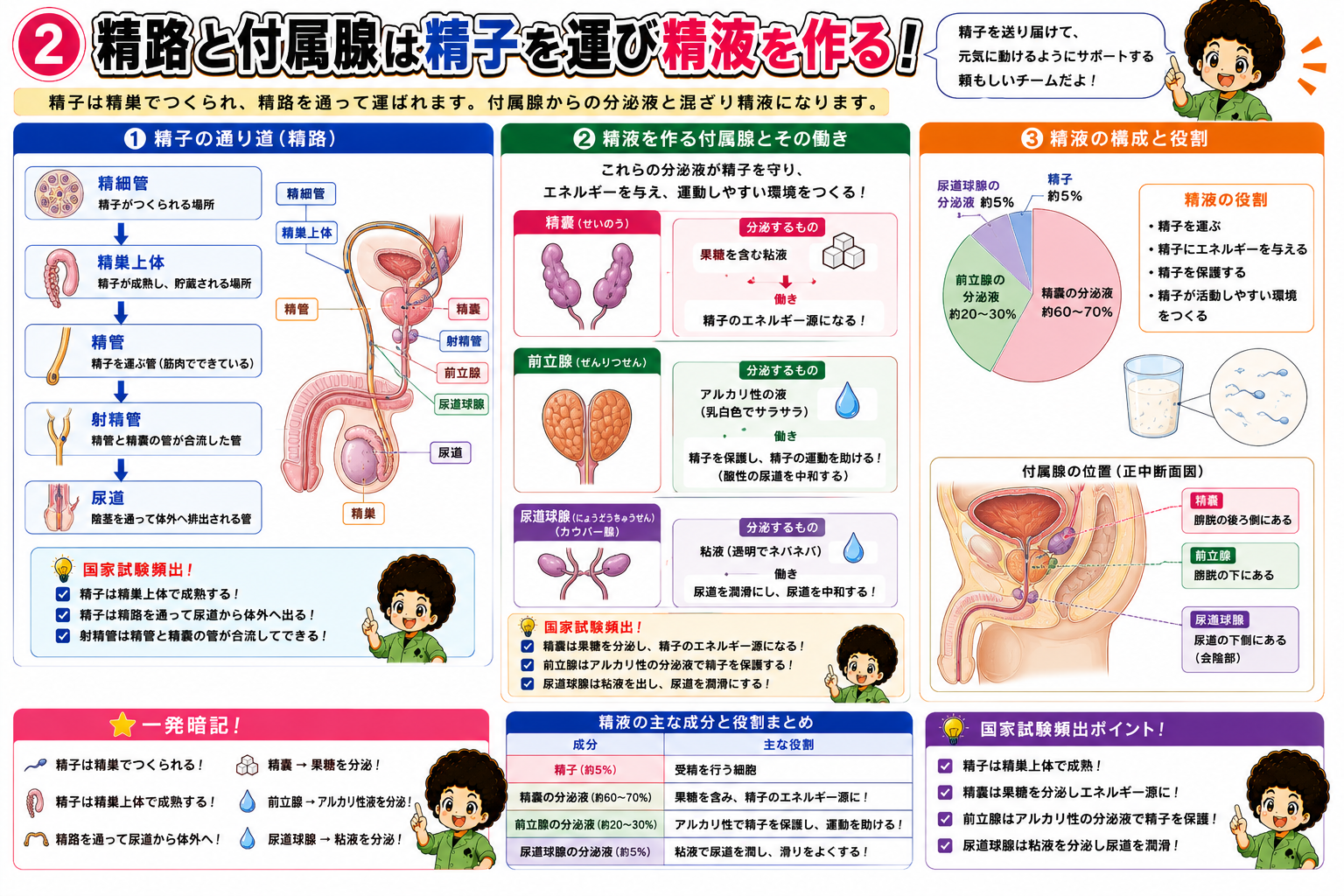 精路（精細管〜尿道）と精嚢・前立腺・尿道球腺の構造