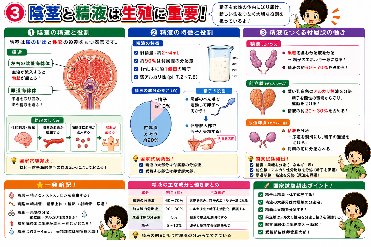 陰茎の構造・勃起のしくみと精液の成分割合
