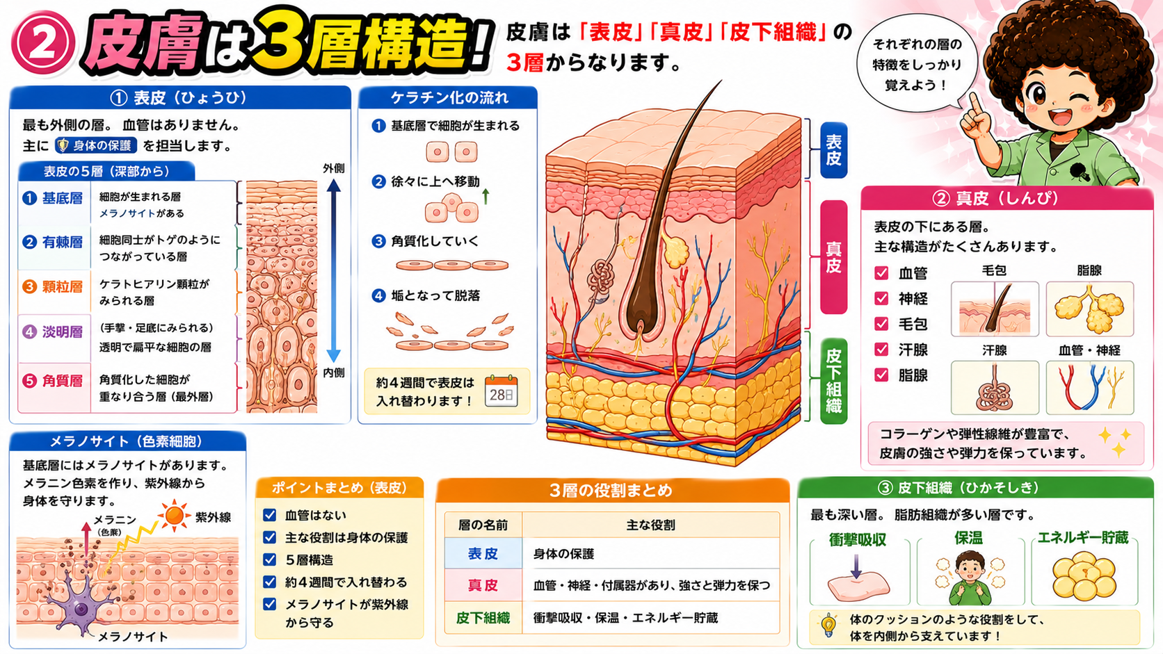 皮膚の3層構造（表皮・真皮・皮下組織）と各層の特徴