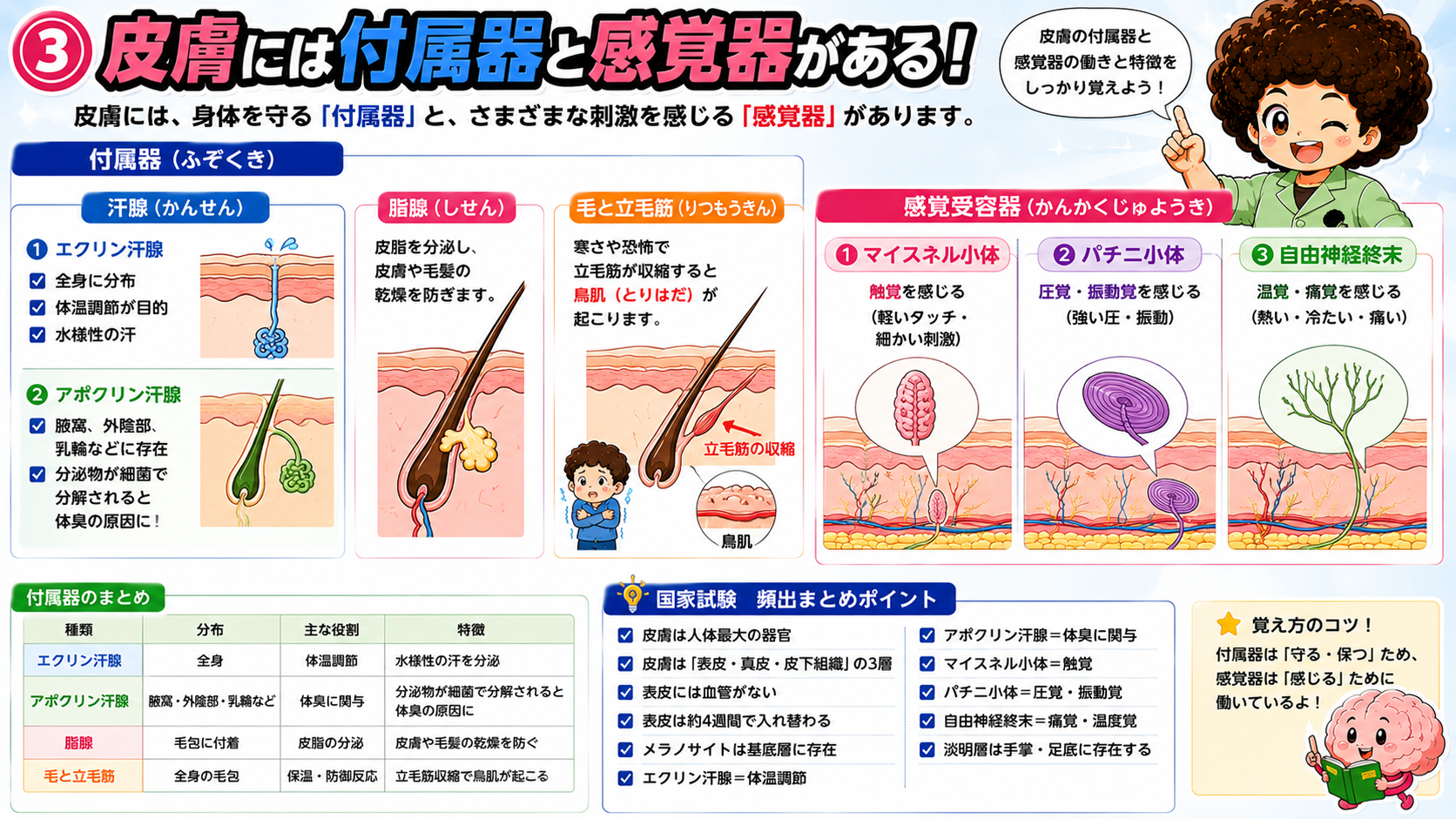 皮膚の付属器（汗腺・脂腺・毛と立毛筋）