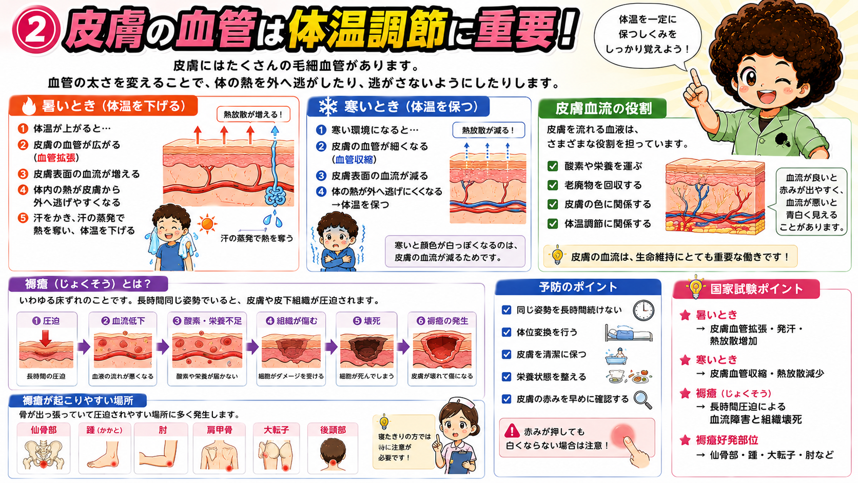 皮膚血管による体温調節と褥瘡の発生機序