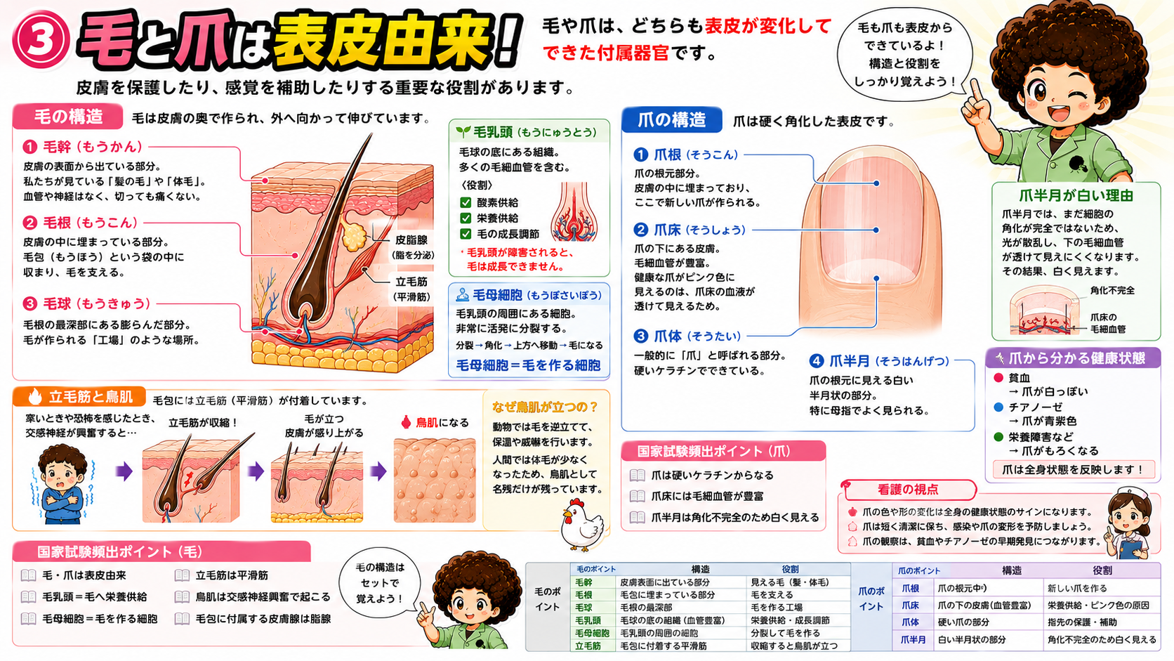 毛の構造・爪の構造・立毛筋と鳥肌のしくみ